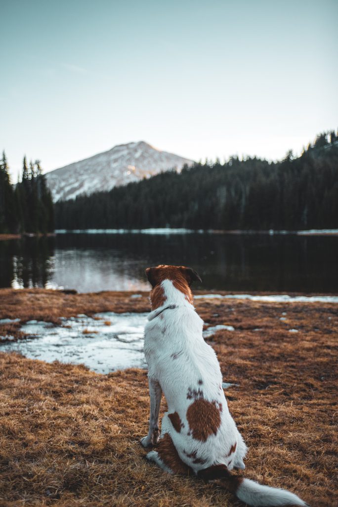 prepare for camping with your dog