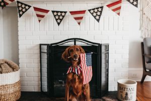 Tips to prepare your dog for 4th of July.